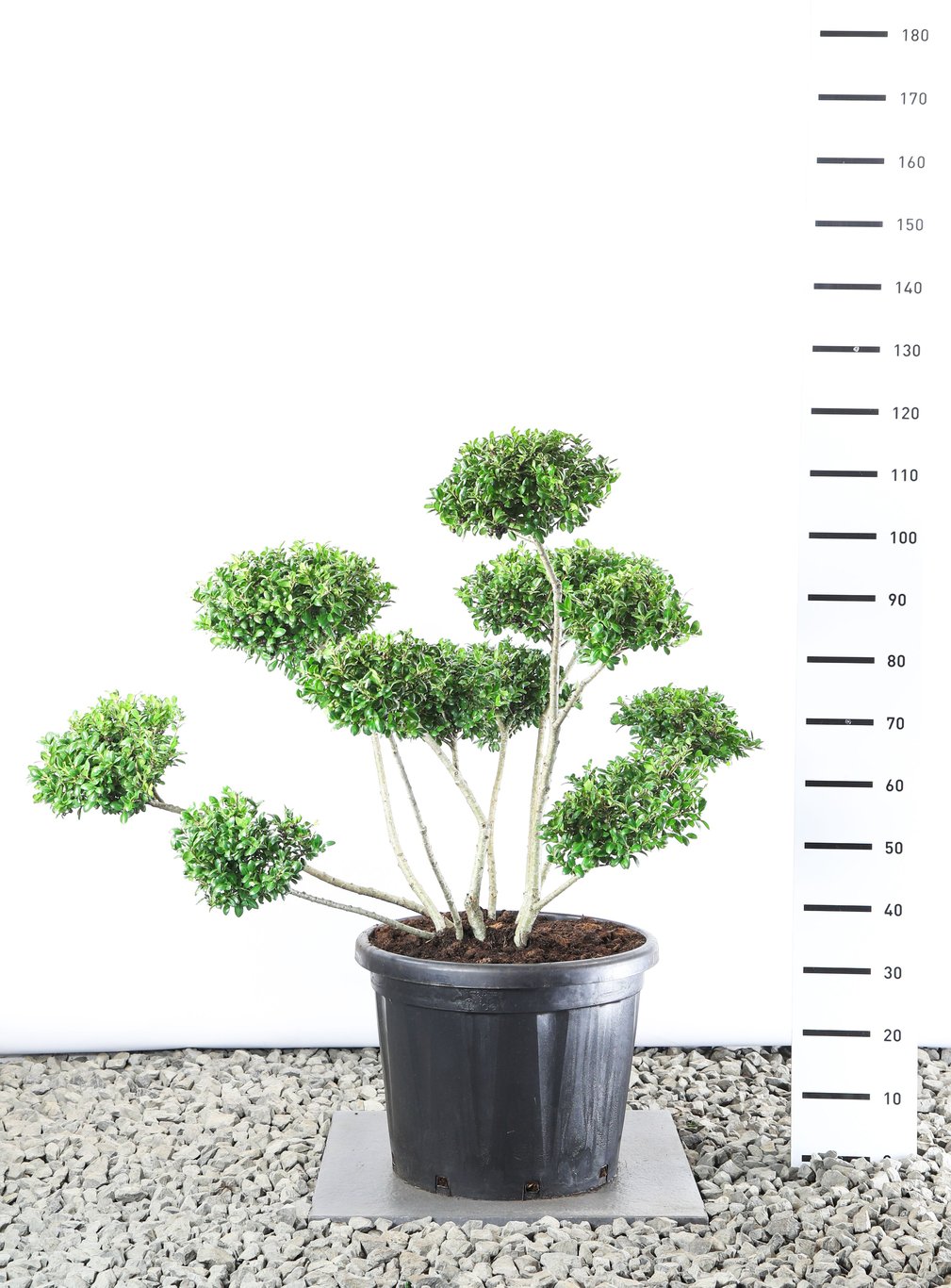 Ilex crenata 'Hetzii' - 100-125 CM Multiplateau EXTRA in Cont.